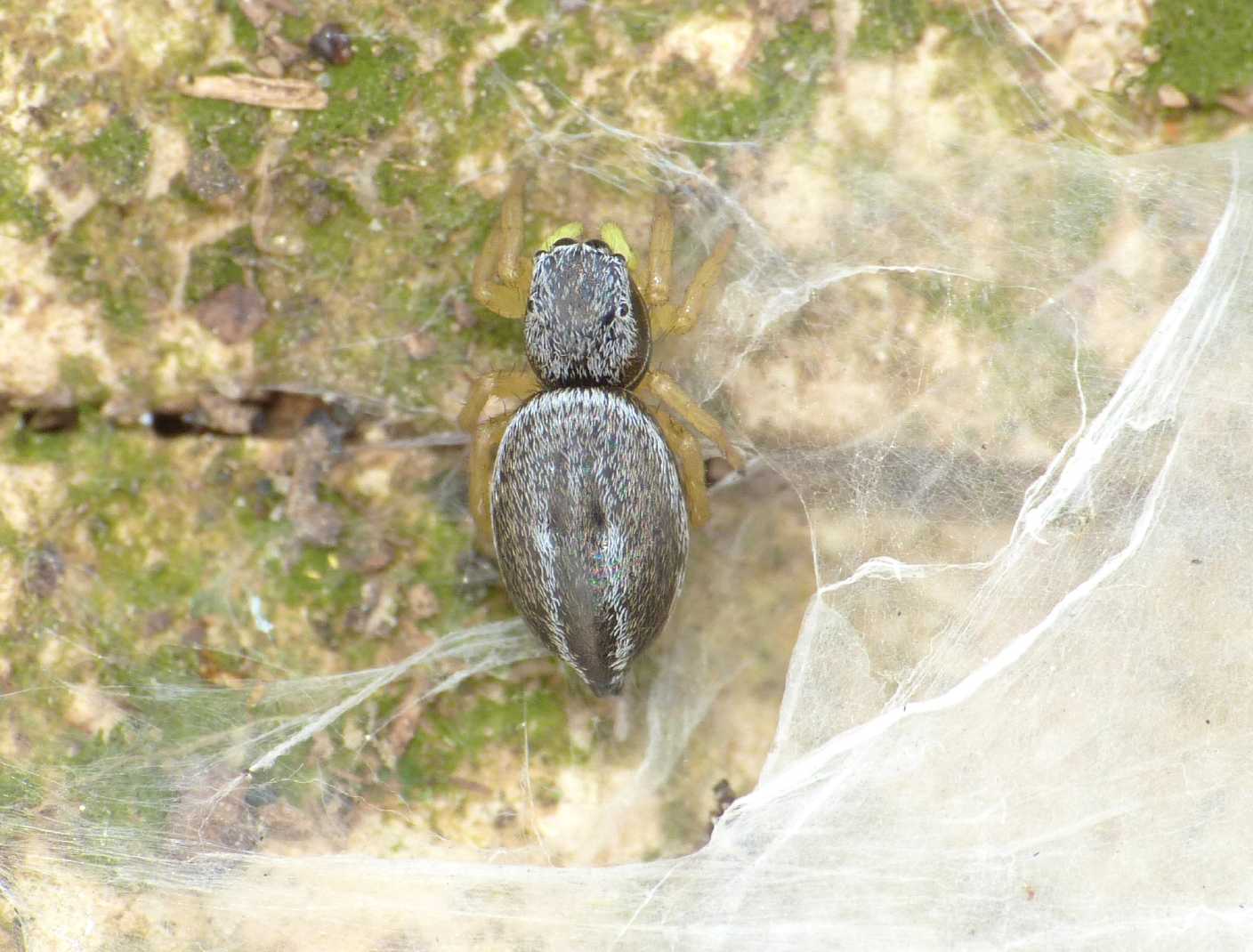 Piccolo Salticidae zampe gialle: Heliophanus melinus juv